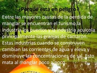 ¿Porqué esta en peligro?
Entre las mayores causas de la perdida de
manglar se encuentran el turismo,la
industria los puertos y la industria acuicola
principalmente las granjas de camaron.
Estas industrias cuando se construyen
cambian las corrientes de agua y eleva y
disminuye las concentraciones de sal. Esto
mata al manglar poco a poco.
 