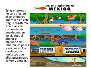 Estas empresas
no solo afectan
al los animales
que viven en este
frágil ecosistema,
sino que a las
comunidades
que dependen
de el, pues al
alterar el
equilibrio se
mueren los peces
y sus larvas, los
crustáceos y
moluscos que
ellos pescan para
comer y vender.
 