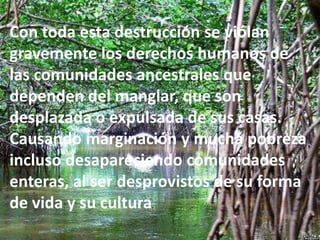 Con toda esta destrucción se viólan
gravemente los derechos humanos de
las comunidades ancestrales que
dependen del manglar, que son
desplazada o expulsada de sus casas.
Causando marginación y mucha pobreza
incluso desapareciendo comunidades
enteras, al ser desprovistos de su forma
de vida y su cultura.
 