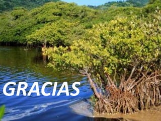 GRACIAS
 