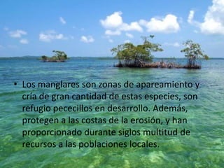 • Los manglares son zonas de apareamiento y
cría de gran cantidad de estas especies, son
refugio pececillos en desarrollo. Además,
protegen a las costas de la erosión, y han
proporcionado durante siglos multitud de
recursos a las poblaciones locales.
 