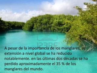 A pesar de la importancia de los manglares, su
extensión a nivel global se ha reducido
notablemente. en las últimas dos décadas se ha
perdido aproximadamente el 35 % de los
manglares del mundo.
 