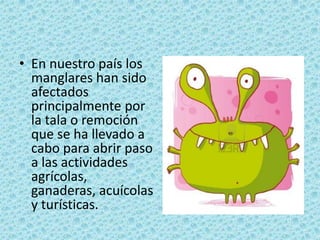 • En nuestro país los
manglares han sido
afectados
principalmente por
la tala o remoción
que se ha llevado a
cabo para abrir paso
a las actividades
agrícolas,
ganaderas, acuícolas
y turísticas.
 
