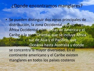 ¿Donde encontramos manglares?
• Se pueden distinguir dos zonas principales de
distribución, la zona Occidental, que incluye
África Occidental y las costas de América y el
Caribe y la zona Oriental que se incluye África
Oriental, el sur de Asia y el Pacifico, que
comprende Oceania hasta Australia y donde
se concentra la mayor diversidad. En el
continente americano y el Caribe existen
manglares en todos los países costeros
 