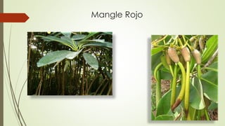 Mangle Rojo
 