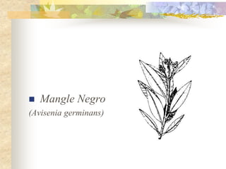    Mangle Negro
(Avisenia germinans)
 