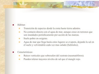    Hábitat:
         Transición de especies desde la costa hasta tierra adentro.
         No contacto directo con el agua de mar, aunque crece en terrenos que
          son inundados periódicamente por acción de las mareas.
         Suelo pobre en oxígeno.
         Agua de mar que llega hasta estos lugares se evapora, dejando la sal en
          el suelo y volviéndolo cada vez mas salado (Salitrales).

   Características:
         Raíces verticales que sobresalen del sustrato (neumatóforos).
         Pueden tolerar mayores niveles de sal que el mangle rojo.
 