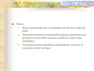    Raíces:
        Raíces horizontales que se extienden mas allá de la copa del
         árbol.
        Sobresalen numerosos neumatóforos (poros respiratorios que
         permiten el intercambio de gases cuando los suelos están
         inundados.)
        No soportan suelos inundados continuamente. Excretan el
         exceso de sal por las hojas.
 