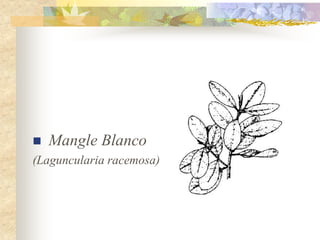    Mangle Blanco
(Laguncularia racemosa)
 