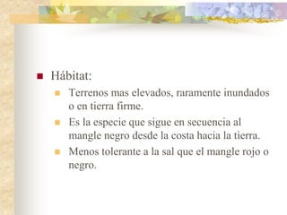    Hábitat:
       Terrenos mas elevados, raramente inundados
        o en tierra firme.
       Es la especie que sigue en secuencia al
        mangle negro desde la costa hacia la tierra.
       Menos tolerante a la sal que el mangle rojo o
        negro.
 