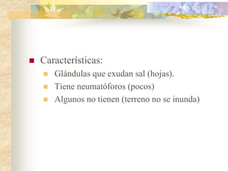    Características:
       Glándulas que exudan sal (hojas).
       Tiene neumatóforos (pocos)
       Algunos no tienen (terreno no se inunda)
 