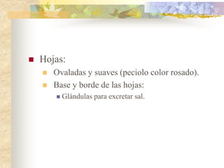    Hojas:
       Ovaladas y suaves (peciolo color rosado).
       Base y borde de las hojas:
           Glándulas para excretar sal.
 