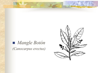    Mangle Botón
(Canocarpus erectus)
 