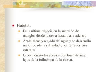    Hábitat:
       Es la última especie en la sucesión de
        mangles desde la costa hasta tierra adentro.
       Áreas secas y alejado del agua y se desarrolla
        mejor donde la salinidad y los terrenos son
        estables.
       Crecen en suelos secos y con buen drenaje,
        lejos de la influencia de la marea.
 