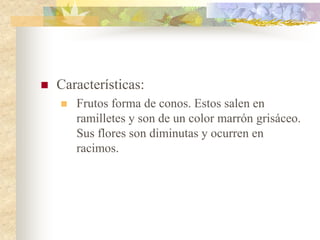    Características:
       Frutos forma de conos. Estos salen en
        ramilletes y son de un color marrón grisáceo.
        Sus flores son diminutas y ocurren en
        racimos.
 