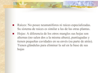    Raíces: No posee neumatóforos ni raíces especializadas.
    Su sistema de raíces es similar a las de las otras plantas.
   Hojas: A diferencia de los otros mangles sus hojas son
    alternas (no salen dos a la misma altura), puntiagudas y
    tienen pequeñas cavidades en su envés (su parte de atrás).
    Tienen glándulas para eliminar la sal en la base de sus
    hojas
 