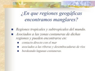 ¿En que regiones geogáficas
         encontramos manglares?
   Regiones tropicales y subtropicales del mundo.
   Asociados a las zonas costaneras de dichas
    regiones y pueden encontrarse en:
       contacto directo con el mar
       asociados a las riberas y desembocaduras de ríos
       bordeando lagunas costaneras.
 
