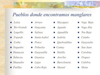 Pueblos donde encontramos manglares
   Loíza           Arroyo            Mayaguez          Vega Baja
   Rio Grande      Guayama           Aguada            Vega Alta
   Luquillo        Salinas           Aguadilla         Toa Baja
   Fajardo         Santa Isabel      Isabela           Cataño
   Ceiba           Ponce             Quebradillas      Guaynabo
   Naguabo         Peñuelas          Camuy             San Juan
   Humacao         Guayanilla        Hatillo           Carolina
   Yabucoa         Guanica           Arecibo           Vieques
   Maunabo         Lajas             Barceloneta       Culebra
   Patillas        Cabo Rojo         Manatí            Mona
 