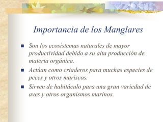Importancia de los Manglares
   Son los ecosistemas naturales de mayor
    productividad debido a su alta producción de
    materia orgánica.
   Actúan como criaderos para muchas especies de
    peces y otros mariscos.
   Sirven de habitáculo para una gran variedad de
    aves y otros organismos marinos.
 