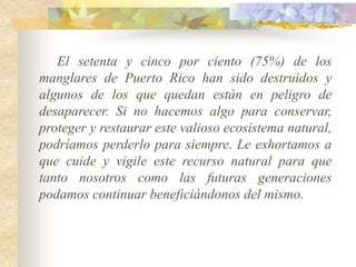 El setenta y cinco por ciento (75%) de los
manglares de Puerto Rico han sido destruidos y
algunos de los que quedan están en peligro de
desaparecer. Si no hacemos algo para conservar,
proteger y restaurar este valioso ecosistema natural,
podríamos perderlo para siempre. Le exhortamos a
que cuide y vigile este recurso natural para que
tanto nosotros como las futuras generaciones
podamos continuar beneficiándonos del mismo.
 