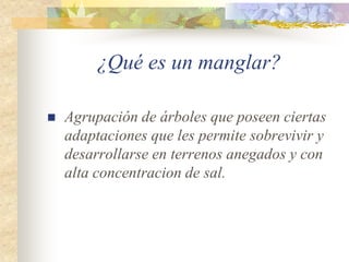 ¿Qué es un manglar?

   Agrupación de árboles que poseen ciertas
    adaptaciones que les permite sobrevivir y
    desarrollarse en terrenos anegados y con
    alta concentracion de sal.
 