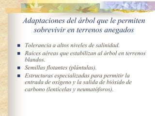 Adaptaciones del árbol que le permiten
       sobrevivir en terrenos anegados
   Tolerancia a altos niveles de salinidad.
   Raíces aéreas que estabilizan al árbol en terrenos
    blandos.
   Semillas flotantes (plántulas).
   Estructuras especializadas para permitir la
    entrada de oxígeno y la salida de bióxido de
    carbono (lentícelas y neumatóforos).
 