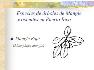 Especies de árboles de Mangle
      existentes en Puerto Rico


    Mangle Rojo
    (Rhizophora mangle)
 