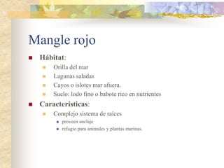 Mangle rojo
   Hábitat:
       Orilla del mar
       Lagunas saladas
       Cayos o islotes mar afuera.
       Suelo: lodo fino o babote rico en nutrientes
   Características:
       Complejo sistema de raíces
            proveen anclaje
            refugio para animales y plantas marinas.
 
