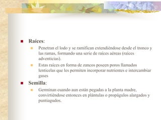    Raíces:
       Penetran el lodo y se ramifican extendiéndose desde el tronco y
        las ramas, formando una serie de raíces aéreas (raíces
        adventicias).
       Estas raíces en forma de zancos poseen poros llamados
        lenticelas que les permiten incorporar nutrientes e intercambiar
        gases
   Semilla:
       Germinan cuando aun están pegadas a la planta madre,
        convirtiéndose entonces en plántulas o propágulos alargados y
        puntiagudos.
 