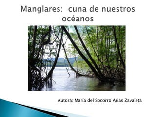 Manglares:  cuna de nuestros océanos Autora: María del Socorro Arias Zavaleta 