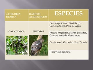 CATEGORIA
TROFICA
              HABITOS
              ALIMENTICIOS
                                 ESPECIES
                             Gavilán pescador, Gaviota gris,
                             Gaviota Angea, Polla de Agua.

 CARNIVOROS     PSIVOROS
                             Fregata magnifica, Martin pescador,
                             Garciata azulada, Garza mora.

                             Gaviota real, Gaviotin chico, Picurio.



                             Hula vigua pelicano.
 