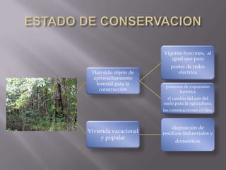 Vigones horcones, al
                         igual que para
                          postes de redes
 Han sido objeto de          eléctrica
 aprovechamiento
  forestal para la
                       procesos de expansión
   construcción               turística
                        el cambio del uso del
                      suelo para la agricultura,
                      las construcciones civiles,



                          disposición de
Vivienda vacacional   residuos industriales y
     y popular
                            domésticos
 