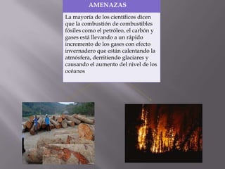AMENAZAS
La mayoría de los científicos dicen
que la combustión de combustibles
fósiles como el petróleo, el carbón y
gases está llevando a un rápido
incremento de los gases con efecto
invernadero que están calentando la
atmósfera, derritiendo glaciares y
causando el aumento del nivel de los
océanos
 