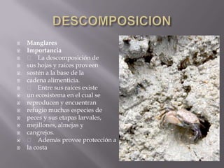    Manglares
   Importancia
    􀂄 La descomposición de
   sus hojas y raíces proveen
   sostén a la base de la
   cadena alimenticia.
    􀂄 Entre sus raíces existe
   un ecosistema en el cual se
   reproducen y encuentran
   refugio muchas especies de
   peces y sus etapas larvales,
   mejillones, almejas y
   cangrejos.
    􀂄 Además provee protección a
   la costa
 