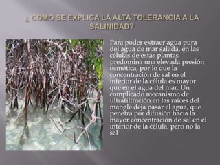    Para poder extraer agua pura
    del agua de mar salada, en las
    células de estas plantas
    predomina una elevada presión
    osmótica, por lo que la
    concentración de sal en el
    interior de la célula es mayor
    que en el agua del mar. Un
    complicado mecanismo de
    ultrafiltración en las raíces del
    mangle deja pasar el agua, que
    penetra por difusión hacia la
    mayor concentración de sal en el
    interior de la célula, pero no la
    sal
 