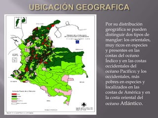Por su distribución
geográfica se pueden
distinguir dos tipos de
manglar: los orientales,
muy ricos en especies
y presentes en las
costas del océano
Índico y en las costas
occidentales del
océano Pacífico; y los
occidentales, más
pobres en especies y
localizados en las
costas de América y en
la costa oriental del
océano Atlántico.
 