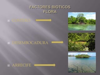    COSTERO




   DESEMBOCADURA




   ARRECIFE
 