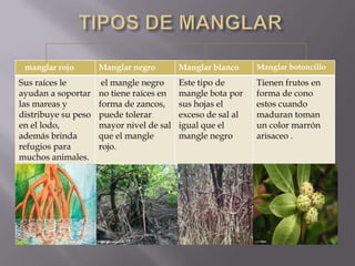 manglar rojo        Manglar negro        Manglar blanco     Manglar botoncillo

Sus raíces le         el mangle negro     Este tipo de       Tienen frutos en
ayudan a soportar    no tiene raíces en   mangle bota por    forma de cono
las mareas y         forma de zancos,     sus hojas el       estos cuando
distribuye su peso   puede tolerar        exceso de sal al   maduran toman
en el lodo,          mayor nivel de sal   igual que el       un color marrón
además brinda        que el mangle        mangle negro       arisaceo .
refugios para        rojo.
muchos animales.
 