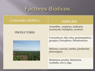 CATEGORIA TROFICA               ESPECIES
                    Acnanthes , amphora, anabaena,
                    cnacistystis, bidulphia, ceratium
   PRODUCTORES
                    Coscindiscos, dity ocha, gramatopahora,
                    grosgina, licmophora, lithodesmium.


                    Melosica, raricula, nitshia, planktoniet,
                    pleurosigma.


                    Skeletoma synedia, thalosiesia,
                    zymbella, ulva o alga.
 