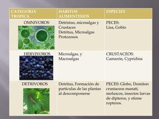 CATEGORIA        HABITOS                     ESPECIES
TROFICA          ALIMENTISIOS
    OMNIVOROS    Detristus, microalgas y     PECES:
                 Crustaces                   Lisa, Gobio
                 Detritus, Microalgas
                 Protozosos



    HERVIVOROS   Microalgas, y               CRUSTACEOS:
                 Macroalgas                  Camarón, Cypridina




   DETRIVOROS    Detritus, Formación de      PECES: Globo, Domiton
                 partículas de las plantas   crustaceos manatí,
                 al descomponerse            moluscos, insectos larvas
                                             de dípteros, y efeme
                                             ropteros.
 