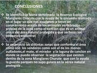 CONCLUSIONES
 Se identificó la fauna vertebrada la Reserva Ecológica
Manglares Churute con la ayuda de la encuesta realizada
en el lugar ya que nos ayudaron a tener un
conocimiento acerca de los animales vertebrados
propios de la zona como el canclon que es un animal
único del área natural protegida y que sectores los
podemos encontrar.
 Se reconoció las distintas zonas que conforma el área
como son los senderos como son el de los monos
aulladores,el mate, el mirador y la laguna de canclon en
donde se puedo observar la vegetación que existen
dentro de la zona Manglares Churute que con la ayuda
la guarda parques no supo guiara en la aérea natural
protegida .
 
