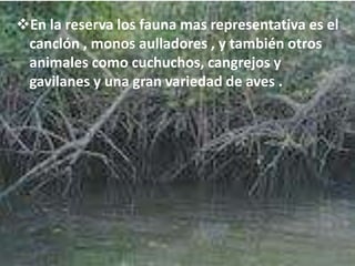 En la reserva los fauna mas representativa es el
canclón , monos aulladores , y también otros
animales como cuchuchos, cangrejos y
gavilanes y una gran variedad de aves .
 