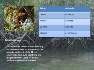 Reino Animalia
Orden Primates
Familia Atelidae
Genero alouatta
Especie a. Seniculus
Características
Los aulladores tienen el rostro corto y
las narinas achatadas y separadas. Su
tamaño oscila entre 56 y 92 cm,
excluyendo la cola, la cual tiene una
longitud similar. Como los demás
atelinos poseen colas prensiles.
 