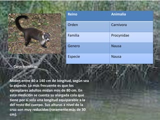 Reino Animalia
Orden Carnivora
Familia Procynidae
Genero Nausa
Especie Nausa
Miden entre 40 a 140 cm de longitud, según sea
la especie. Lo más frecuente es que los
ejemplares adultos midan más de 80 cm. En
esta medición se cuenta su alargada cola que
tiene por sí sola una longitud equiparable a la
del resto del cuerpo. Sus alturas a nivel de la
cruz son muy reducidas (raramente más de 30
cm).
Características
 