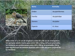 Reino Animalia
Orden Accipitriformes
Familia Accipitridae
Genero Accipiter
Especie A. nisus
Características
Mide entre 27 y 37 cm de longitud y entre 60 y 80 cm de envergadura.
Un ejemplar adulto macho pesa entre 105 y 165 g, 137 g en promedio;
las hembras, en cambio pesan entre 192 y 290 g, en promedio, 234 g.
Esto significa que los machos alcanzan solo el 60% del peso corporal de
las hembras.
 