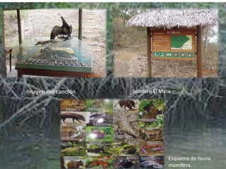 Imagen del canclón Sendero El Mate
Esquema de fauna
mamífera.
 