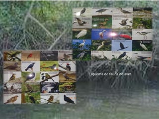 Esquema de fauna de aves
 