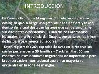 INTRODUCCIÓN
La Reserva Ecológica Manglares Churute es un paraíso
ecológico que alberga una gran variedad de flora y fauna,
dentro de la cual destacan las aves que se desarrollan en
sus diferentes ecosistemas. Es uno de los Patrimonios
Naturales de la Provincia del Guayas, envuelta en los trinos
de los pájaros y monos aulladores.
. Están registradas 264 especies de aves en la reserva las
cuales pertenecen a 59 familias y 7 subfamilias, 50 son
especies de aves acuáticas migratorias de importancia para
la conservación internacional que en su mayoría se
encuentra en la zona de manglar.
 