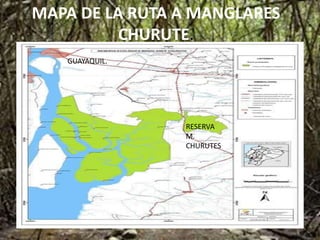 MAPA DE LA RUTA A MANGLARES
CHURUTE.
RESERVA
M.
CHURUTES
GUAYAQUIL.
 