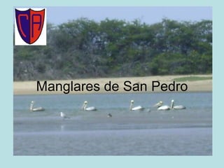 Manglares de San Pedro 